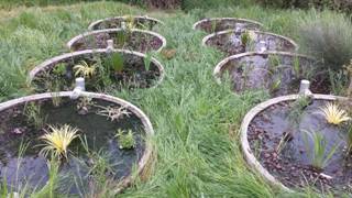 PhytoEpurationBordeHaute.jpg
